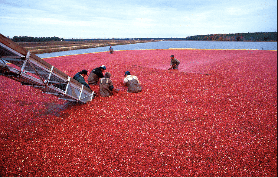 Visiting The Cranberry Museum In Long Beach Explore Washington State
