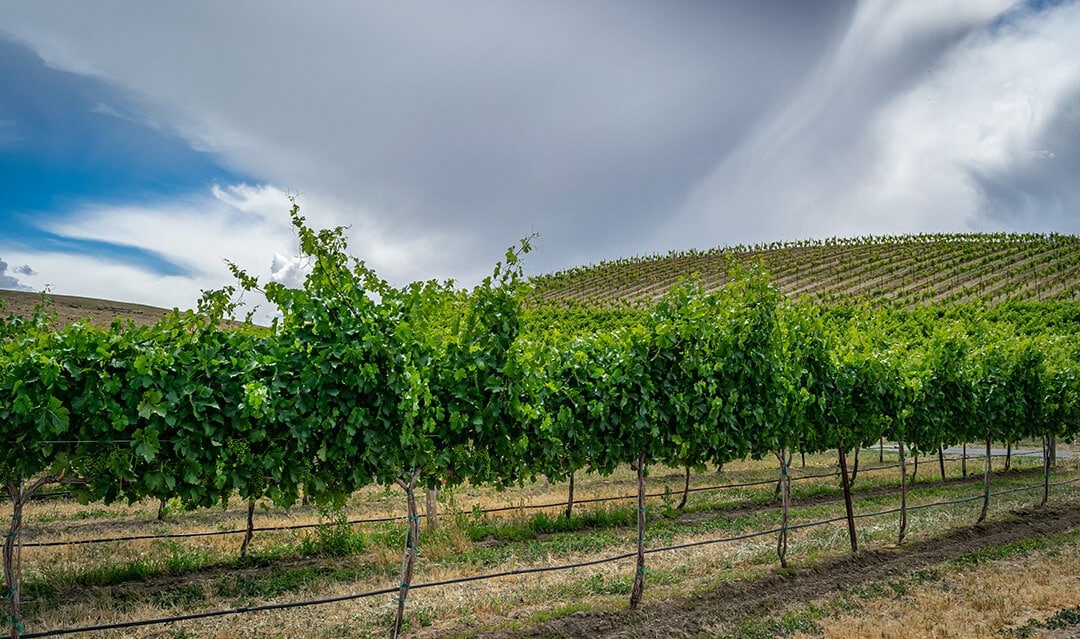 Tasting Yakima Valley's Finest Wine Explore Washington