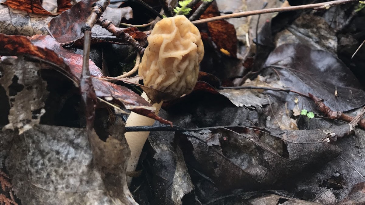 Join the Morel Mushroom Hunt! Explore Washington