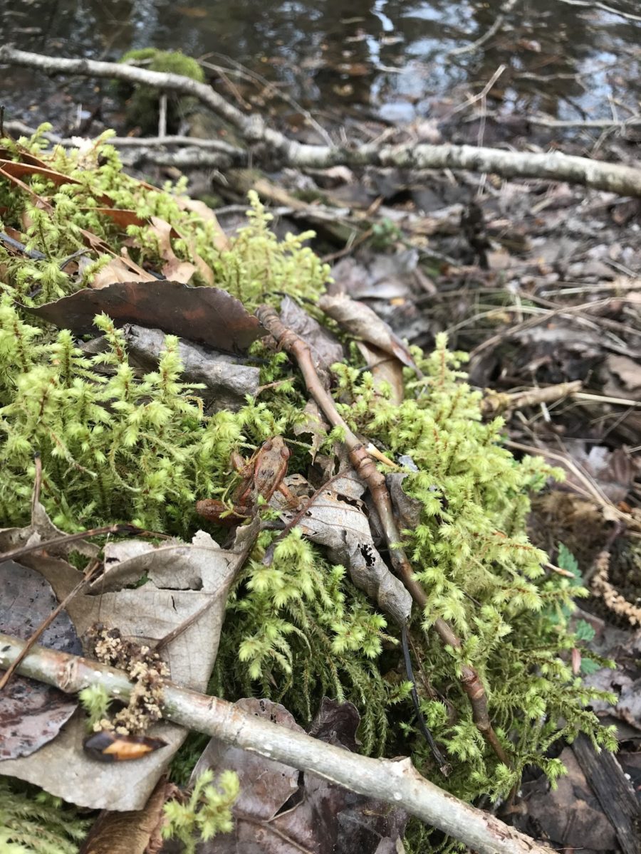 Join the Morel Mushroom Hunt! Explore Washington