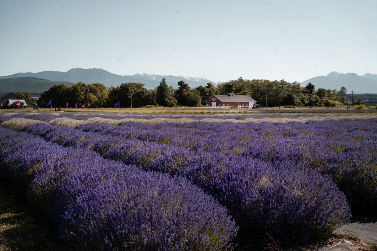 Amazing DogFriendly Lavender Farms in Sequim Explore Washington State