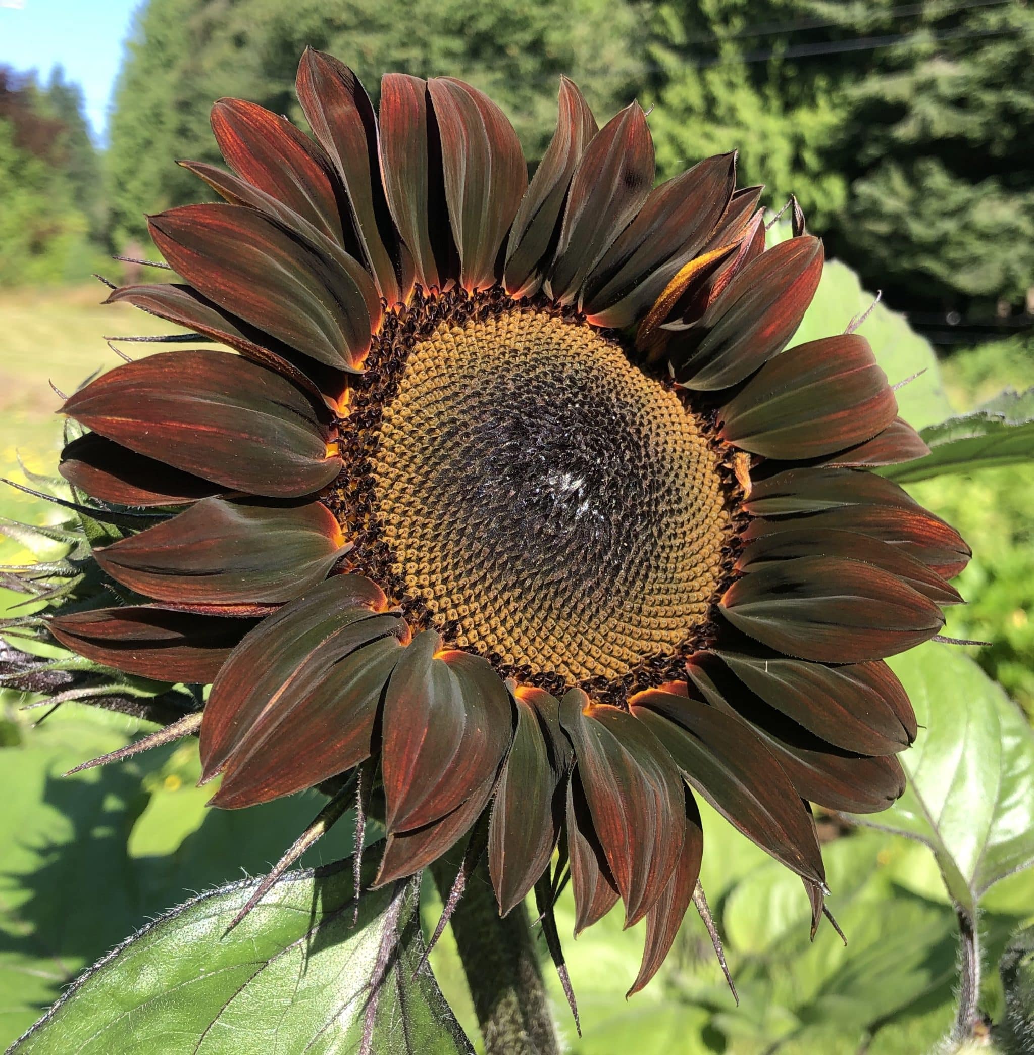 Discover The Chocolate Flower Farm On Whidbey Island