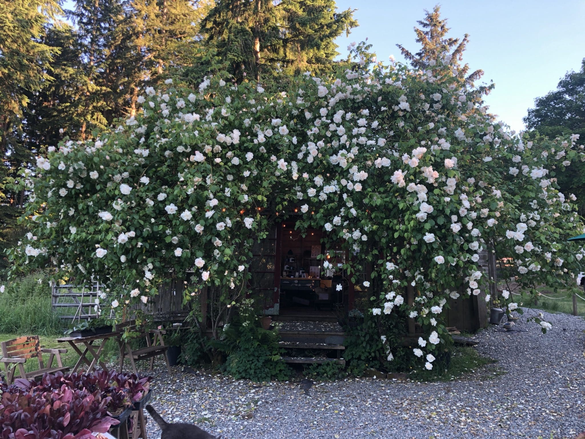 A Visit To The Chocolate Flower Farm On Whidbey Island Explore