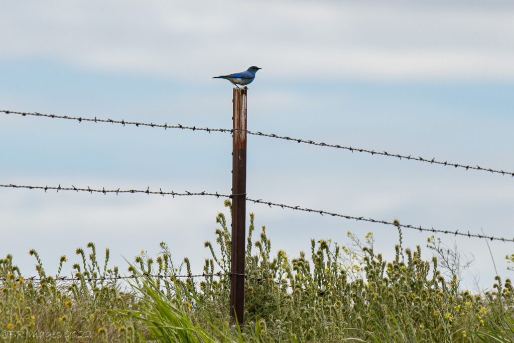 The Bluebirds of Bickleton Explore Washington State